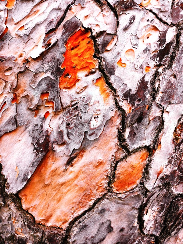 Pine Tree Bark 2 by Lexa Harpell